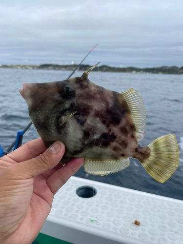 カワハギの釣果