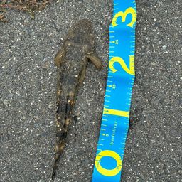 マゴチ