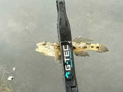 ウロハゼの釣果