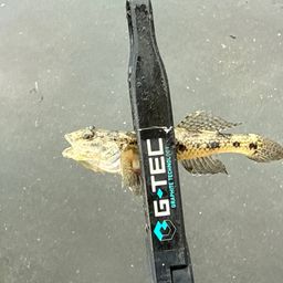 ウロハゼ