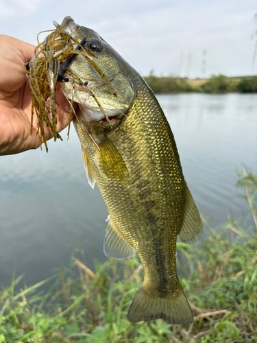 ラージマウスバスの釣果