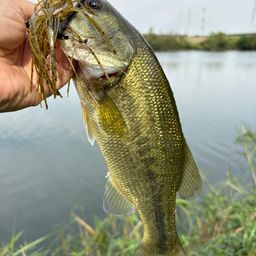 ラージマウスバス