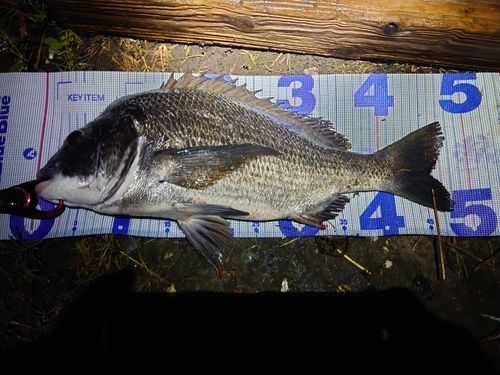 クロダイの釣果