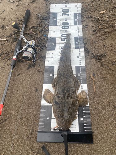 マゴチの釣果