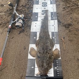 マゴチ