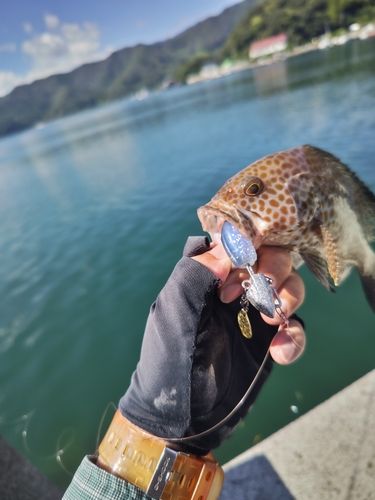 オオモンハタの釣果