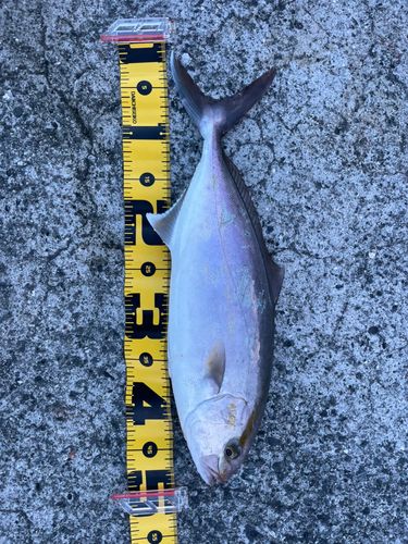 ネイリの釣果