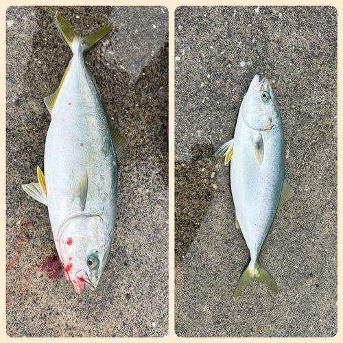 ワカシの釣果