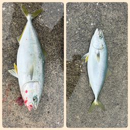 ワカシ