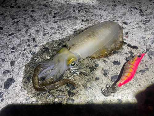 アオリイカの釣果