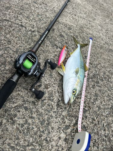 イナダの釣果