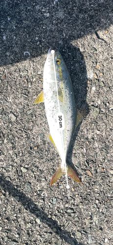 ヤズの釣果