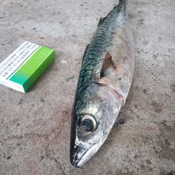 サバ