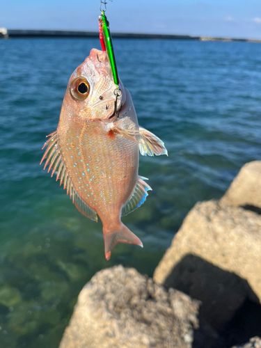 サゴシの釣果
