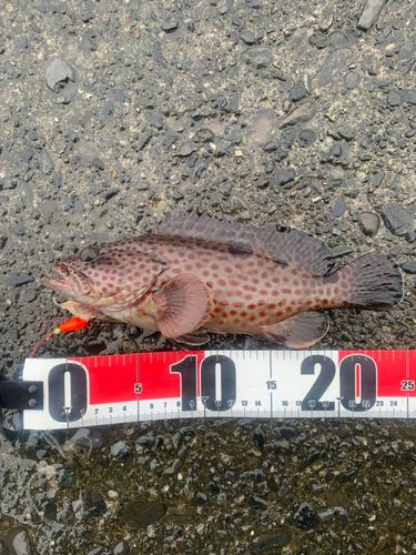 オオモンハタの釣果