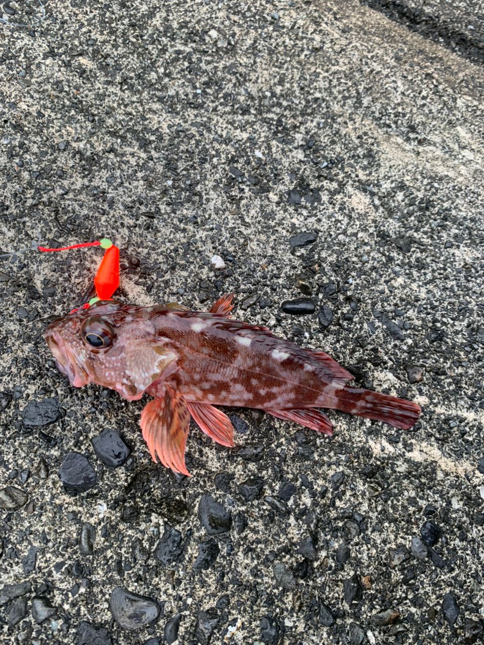 オオモンハタ