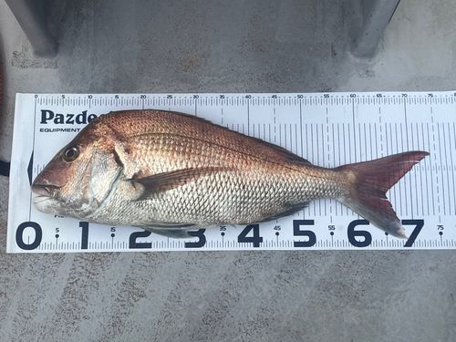 タイの釣果