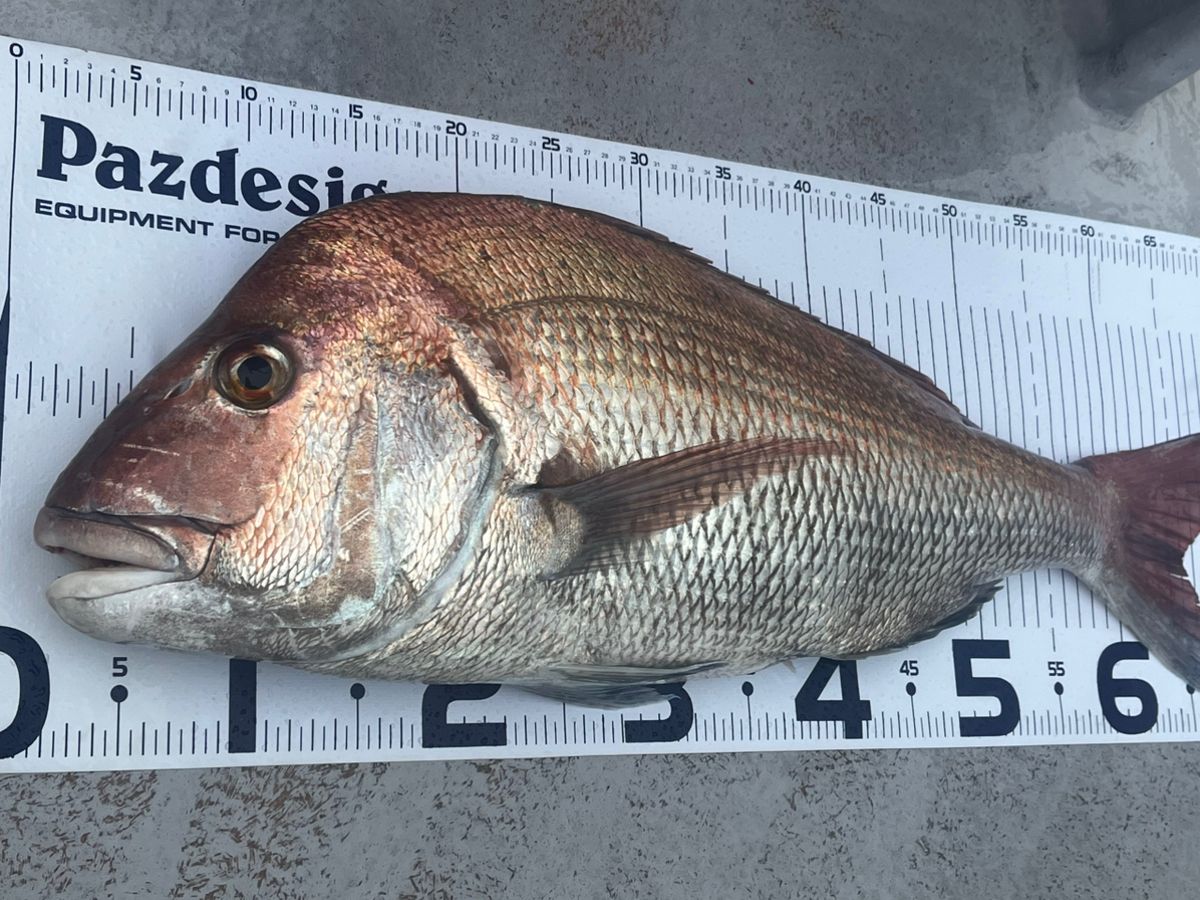 -pesca-さんの釣果 2枚目の画像