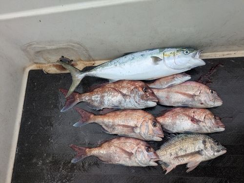 マダイの釣果