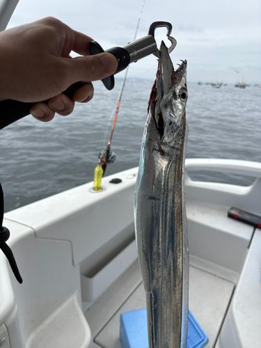 タチウオの釣果