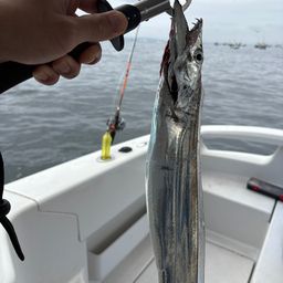 タチウオ
