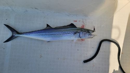 サゴシの釣果
