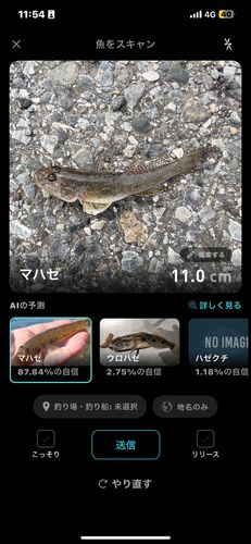 ウロハゼの釣果