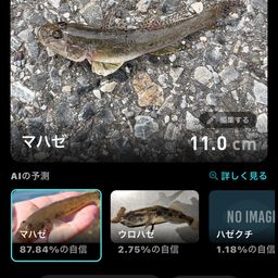 ウロハゼ