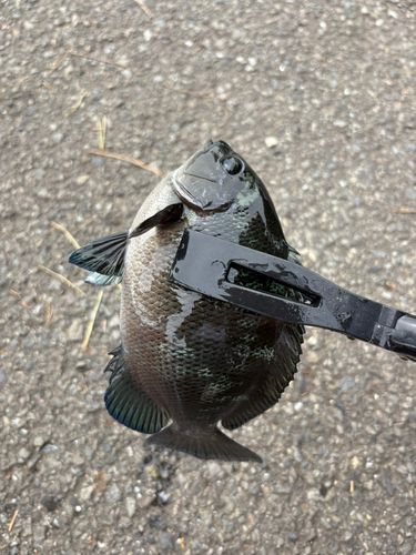 メジナの釣果