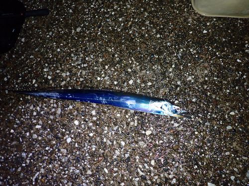 タチウオの釣果