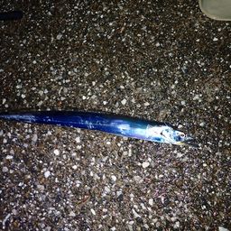 タチウオ
