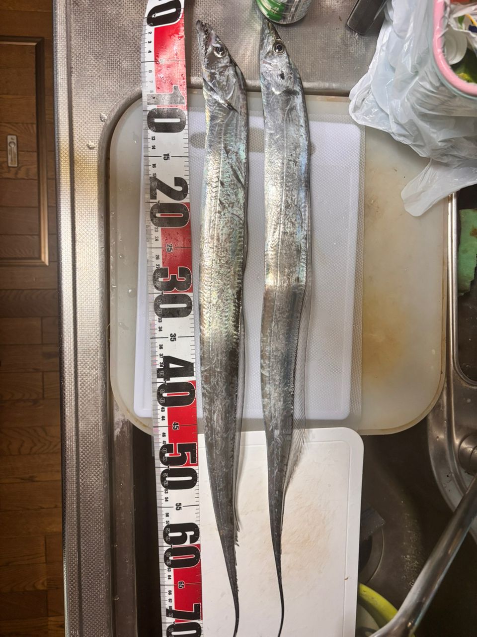 タチウオ
