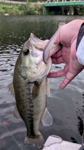 ラージマウスバスの釣果
