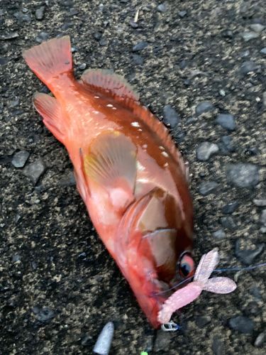 アカハタの釣果