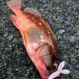 アカハタ