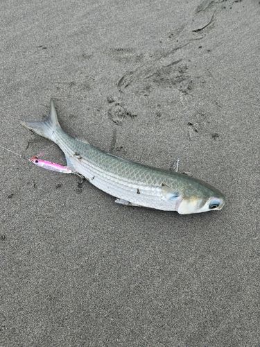 ボラの釣果