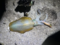 アオリイカの釣果