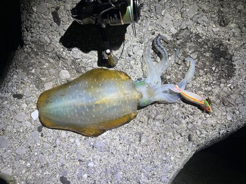 アオリイカの釣果