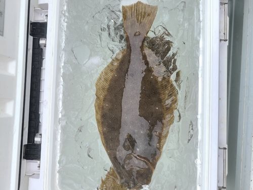 ソゲの釣果
