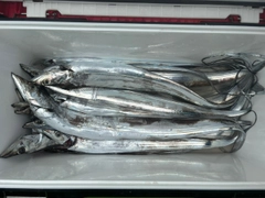 タチウオの釣果