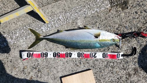 ブリの釣果