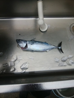 マルソウダの釣果