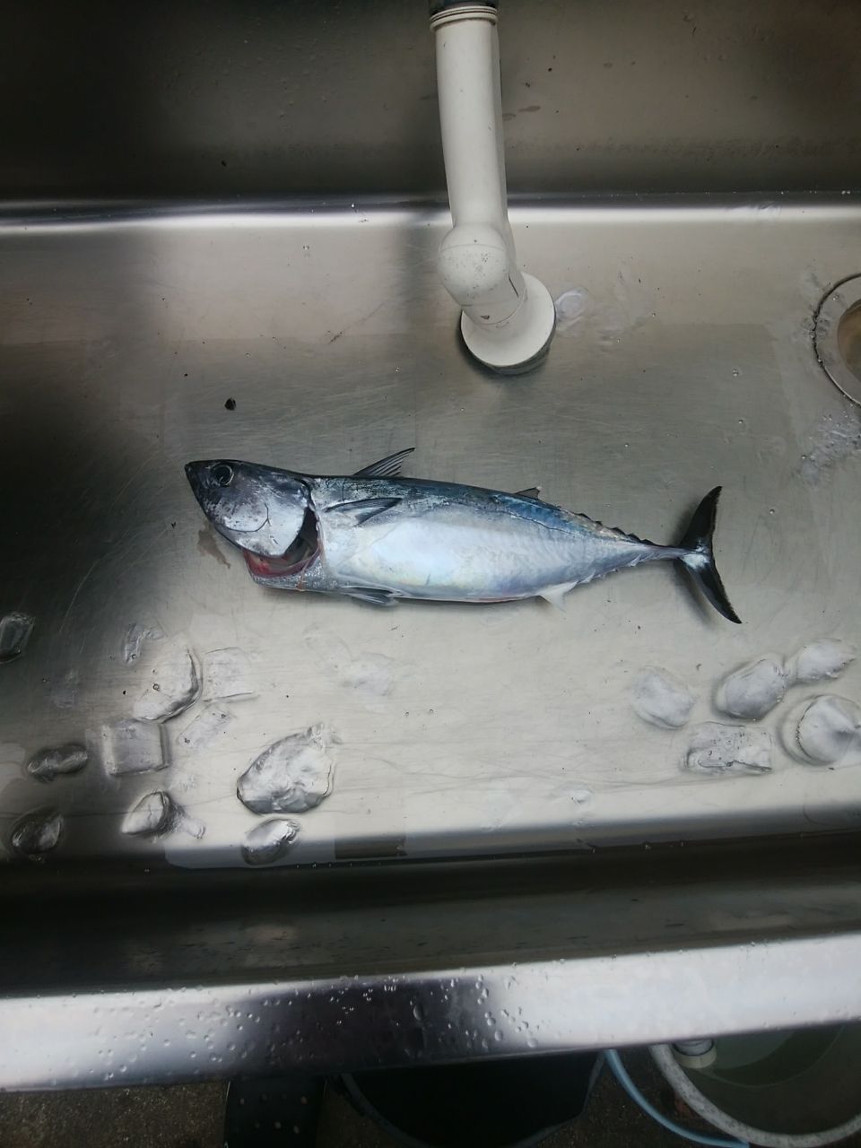 oceaninpact_yukawaさんの釣果 1枚目の画像