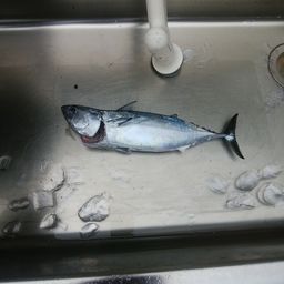マルソウダ