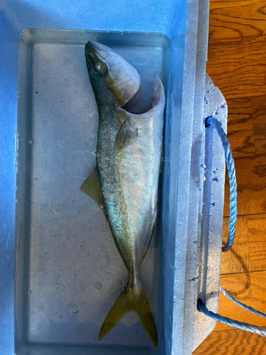 ツバスの釣果