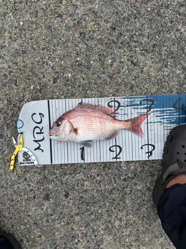 マダイの釣果