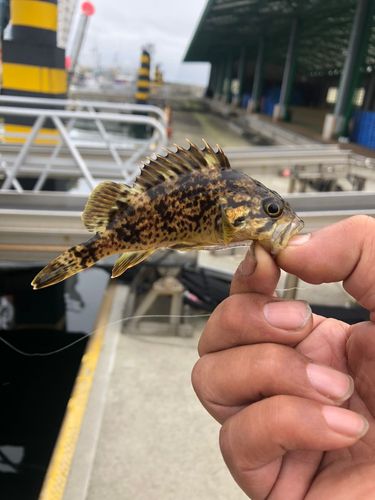クロソイの釣果