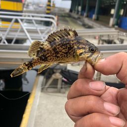 クロソイ