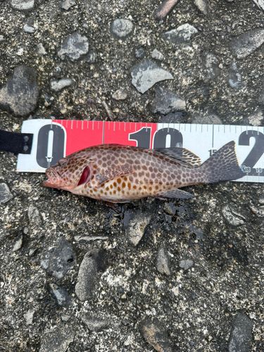 オオモンハタの釣果