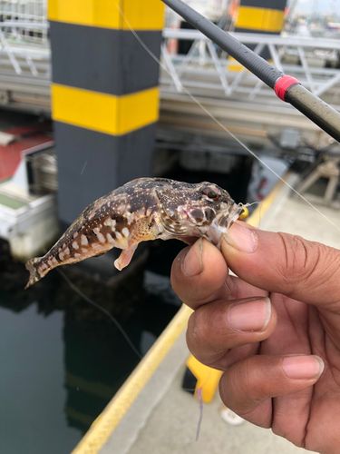アナハゼの釣果